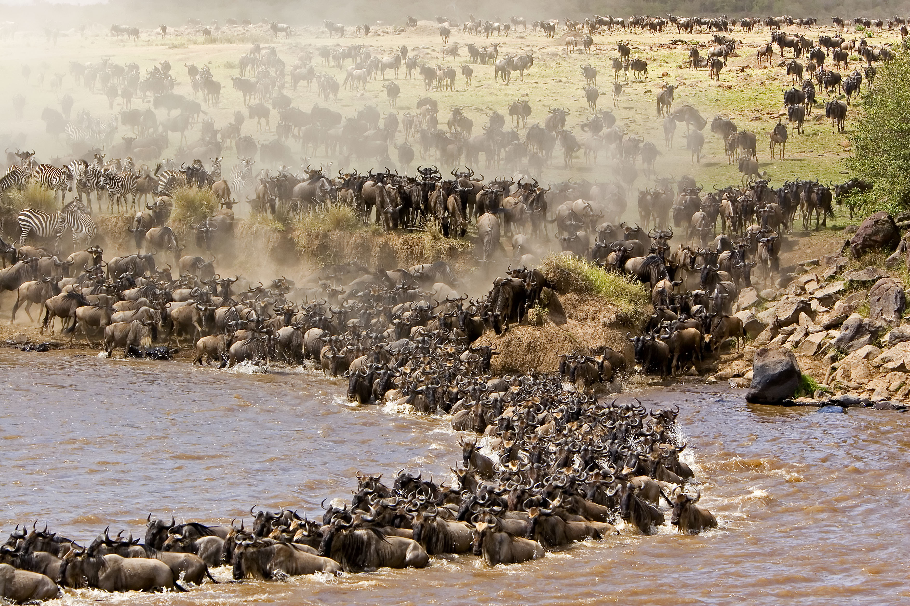 Around July of each year, millions of animals migrate between the Serengeti plains and the Maasai Mara in search of fresh pasture. The Great Migration is one of the most impressive natural events worldwide, involving some 1,300,000 blue wildebeest, 500,000 Thomson's gazelles, 97,000 topi, 18,000 common elands, and 200,000 Grant's zebras.